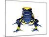 Dyeing Poison Frog (Dendrobates Tinctorius) Captive-Jp Lawrence-Mounted Photographic Print