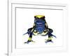 Dyeing Poison Frog (Dendrobates Tinctorius) Captive-Jp Lawrence-Framed Photographic Print