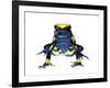 Dyeing Poison Frog (Dendrobates Tinctorius) Captive-Jp Lawrence-Framed Photographic Print