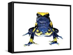 Dyeing Poison Frog (Dendrobates Tinctorius) Captive-Jp Lawrence-Framed Stretched Canvas