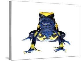 Dyeing Poison Frog (Dendrobates Tinctorius) Captive-Jp Lawrence-Stretched Canvas