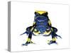 Dyeing Poison Frog (Dendrobates Tinctorius) Captive-Jp Lawrence-Stretched Canvas