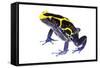 Dyeing Poison Frog (Dendrobates Tinctorius) The Kaw Mountains-Jp Lawrence-Framed Stretched Canvas