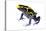 Dyeing Poison Frog (Dendrobates Tinctorius) The Kaw Mountains-Jp Lawrence-Stretched Canvas