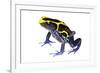 Dyeing Poison Frog (Dendrobates Tinctorius) The Kaw Mountains-Jp Lawrence-Framed Photographic Print