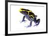 Dyeing Poison Frog (Dendrobates Tinctorius) The Kaw Mountains-Jp Lawrence-Framed Photographic Print