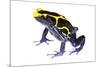 Dyeing Poison Frog (Dendrobates Tinctorius) The Kaw Mountains-Jp Lawrence-Mounted Photographic Print