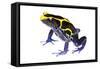 Dyeing Poison Frog (Dendrobates Tinctorius) The Kaw Mountains-Jp Lawrence-Framed Stretched Canvas