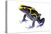 Dyeing Poison Frog (Dendrobates Tinctorius) The Kaw Mountains-Jp Lawrence-Stretched Canvas