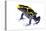 Dyeing Poison Frog (Dendrobates Tinctorius) The Kaw Mountains-Jp Lawrence-Stretched Canvas