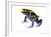 Dyeing Poison Frog (Dendrobates Tinctorius) The Kaw Mountains-Jp Lawrence-Framed Photographic Print