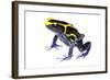 Dyeing Poison Frog (Dendrobates Tinctorius) The Kaw Mountains-Jp Lawrence-Framed Photographic Print