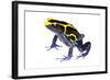 Dyeing Poison Frog (Dendrobates Tinctorius) The Kaw Mountains-Jp Lawrence-Framed Photographic Print