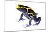 Dyeing Poison Frog (Dendrobates Tinctorius) The Kaw Mountains-Jp Lawrence-Mounted Photographic Print