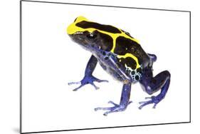 Dyeing Poison Frog (Dendrobates Tinctorius) The Kaw Mountains-Jp Lawrence-Mounted Photographic Print