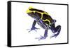 Dyeing Poison Frog (Dendrobates Tinctorius) The Kaw Mountains-Jp Lawrence-Framed Stretched Canvas