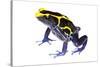 Dyeing Poison Frog (Dendrobates Tinctorius) The Kaw Mountains-Jp Lawrence-Stretched Canvas