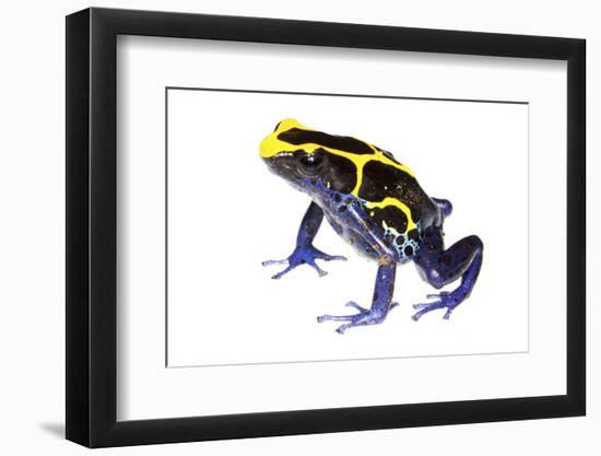 Dyeing Poison Frog (Dendrobates Tinctorius) The Kaw Mountains-Jp Lawrence-Framed Photographic Print