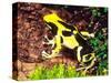 Dyeing Poison Frog, Surinam, Native to Guyana-David Northcott-Stretched Canvas