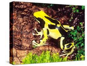 Dyeing Poison Frog, Surinam, Native to Guyana-David Northcott-Stretched Canvas