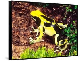 Dyeing Poison Frog, Surinam, Native to Guyana-David Northcott-Framed Stretched Canvas