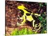 Dyeing Poison Frog, Surinam, Native to Guyana-David Northcott-Stretched Canvas