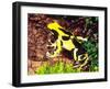 Dyeing Poison Frog, Surinam, Native to Guyana-David Northcott-Framed Premium Photographic Print