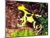 Dyeing Poison Frog, Surinam, Native to Guyana-David Northcott-Mounted Premium Photographic Print