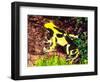 Dyeing Poison Frog, Surinam, Native to Guyana-David Northcott-Framed Photographic Print