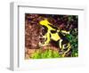 Dyeing Poison Frog, Surinam, Native to Guyana-David Northcott-Framed Photographic Print