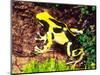 Dyeing Poison Frog, Surinam, Native to Guyana-David Northcott-Mounted Photographic Print