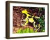 Dyeing Poison Frog, Surinam, Native to Guyana-David Northcott-Framed Photographic Print