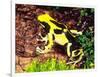 Dyeing Poison Frog, Surinam, Native to Guyana-David Northcott-Framed Photographic Print