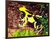 Dyeing Poison Frog, Surinam, Native to Guyana-David Northcott-Framed Photographic Print