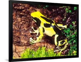 Dyeing Poison Frog, Surinam, Native to Guyana-David Northcott-Framed Photographic Print