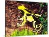 Dyeing Poison Frog, Surinam, Native to Guyana-David Northcott-Stretched Canvas