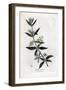 Dyer's Madder, Rubia Tinctorum. Handcoloured Copperplate Engraving from a Botanical Illustration By-James Sowerby-Framed Giclee Print