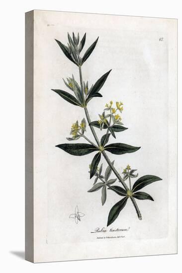 Dyer's Madder, Rubia Tinctorum. Handcoloured Copperplate Engraving from a Botanical Illustration By-James Sowerby-Stretched Canvas