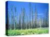 Dying forest in the Yosemite National Park, California, USA-Rainer Hackenberg-Stretched Canvas