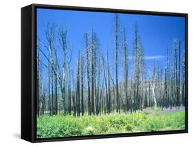 Dying forest in the Yosemite National Park, California, USA-Rainer Hackenberg-Framed Stretched Canvas