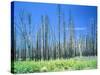 Dying forest in the Yosemite National Park, California, USA-Rainer Hackenberg-Stretched Canvas