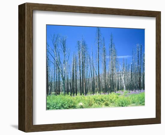 Dying forest in the Yosemite National Park, California, USA-Rainer Hackenberg-Framed Photographic Print