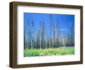 Dying forest in the Yosemite National Park, California, USA-Rainer Hackenberg-Framed Photographic Print