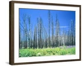 Dying forest in the Yosemite National Park, California, USA-Rainer Hackenberg-Framed Photographic Print