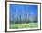 Dying forest in the Yosemite National Park, California, USA-Rainer Hackenberg-Framed Photographic Print