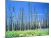 Dying forest in the Yosemite National Park, California, USA-Rainer Hackenberg-Mounted Photographic Print