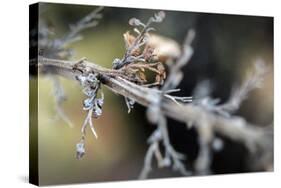 Dying Plant in Macro View-null-Stretched Canvas