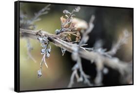 Dying Plant in Macro View-null-Framed Stretched Canvas