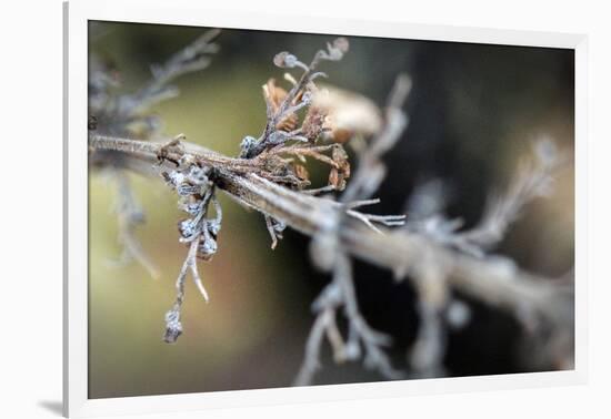 Dying Plant in Macro View-null-Framed Photo