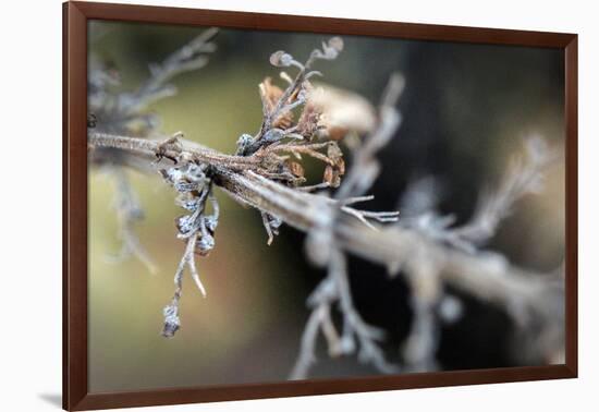 Dying Plant in Macro View-null-Framed Photo